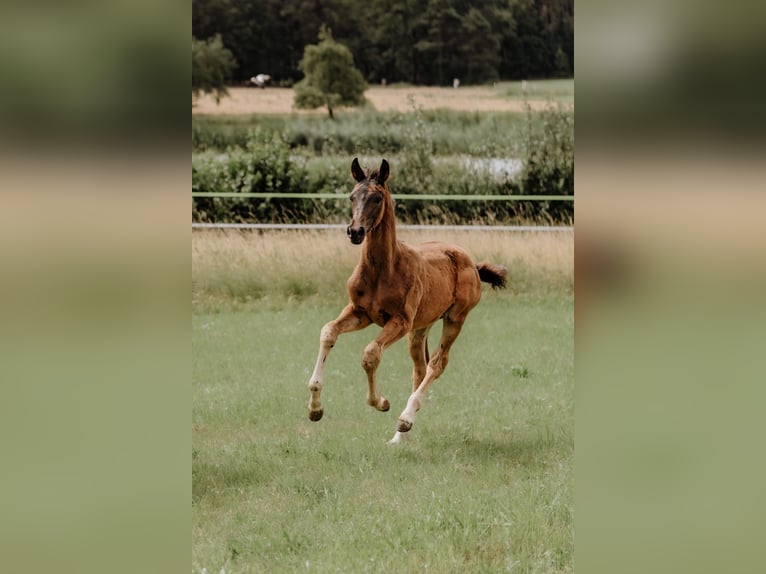 Cheval de sport allemand Étalon Poulain (04/2024) Bai brun in Höchstadt an der Aisch