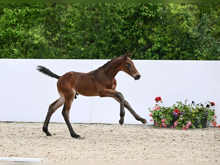 Cheval de sport allemand Étalon Poulain (05/2024) Bai brun in Uhingen