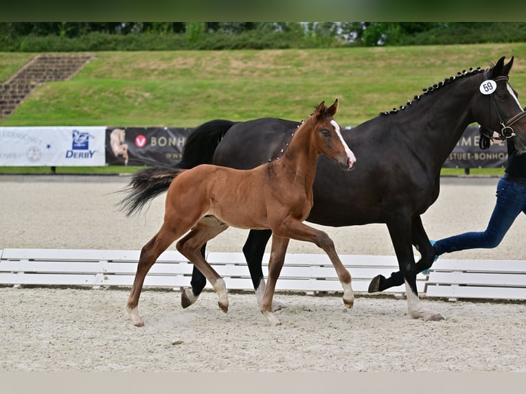 Cheval de sport allemand Étalon Poulain (05/2024) Bai brun in Werder