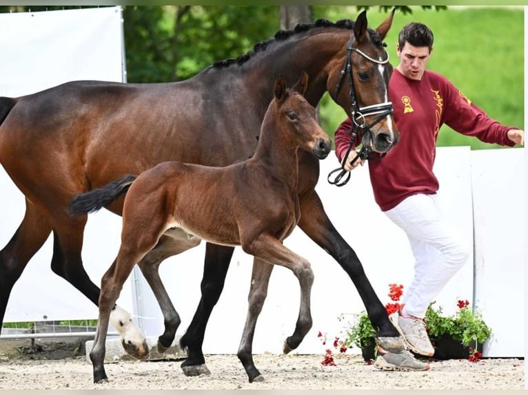 Cheval de sport allemand Étalon Poulain (05/2024) Bai brun in Römerstein