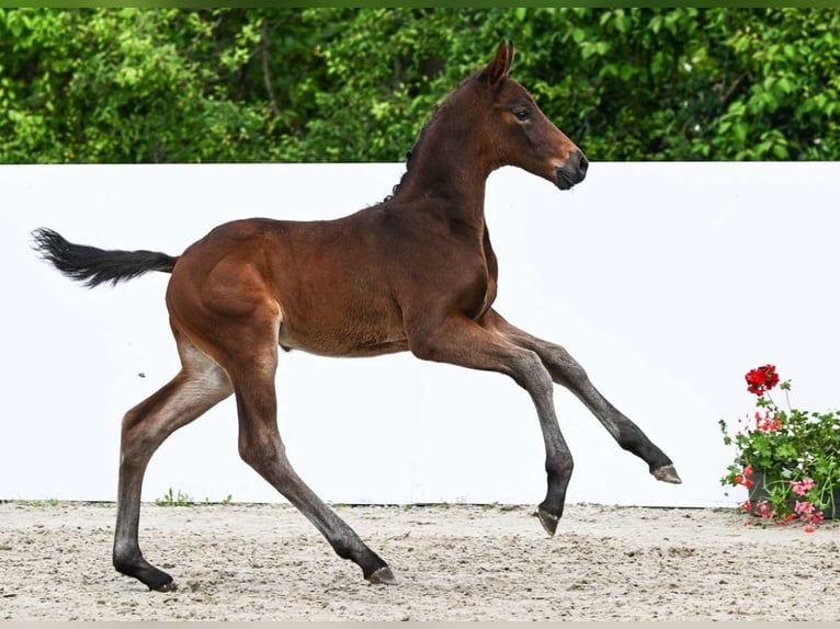 Cheval de sport allemand Étalon Poulain (05/2024) Bai brun in Römerstein