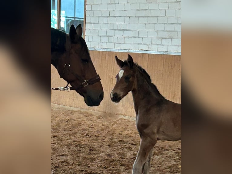 Cheval de sport allemand Étalon Poulain (04/2024) Bai brun in Heistenbach