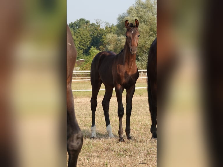 Cheval de sport allemand Étalon Poulain (05/2024) Bai brun in Magdeburg