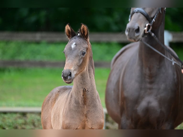 Cheval de sport allemand Étalon Poulain (05/2024) Bai brun in Magdeburg