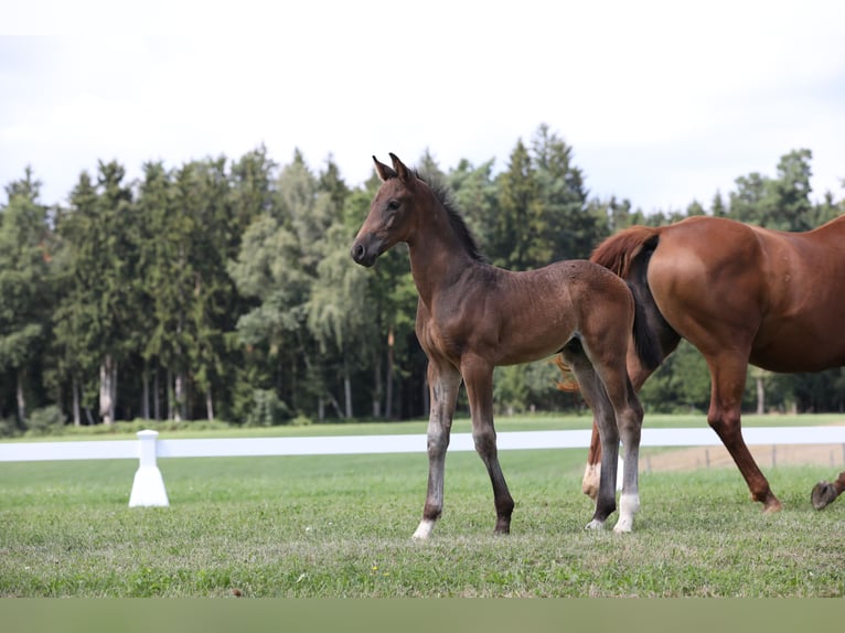 Cheval de sport allemand Étalon Poulain (06/2024) Bai brun in Postmünster