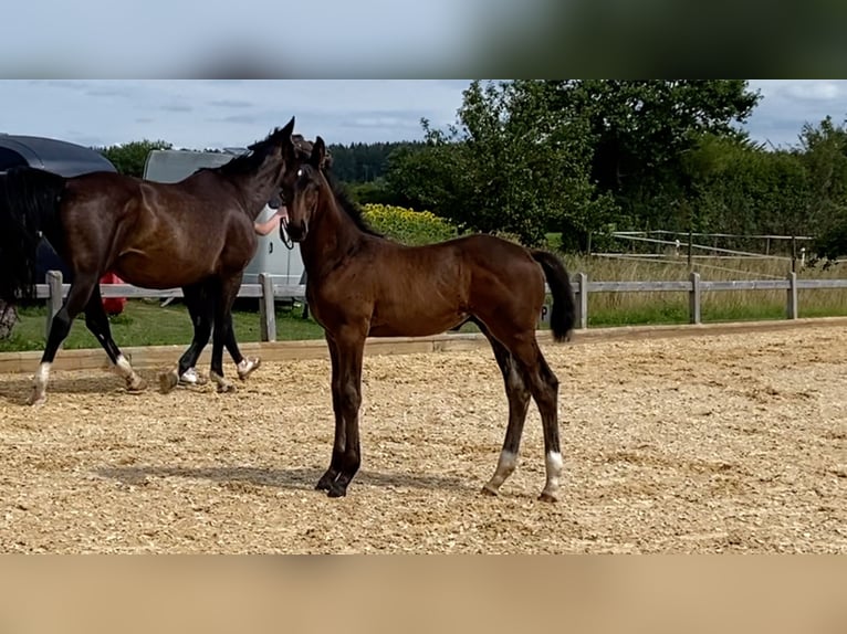 Cheval de sport allemand Étalon Poulain (05/2024) Bai brun in Dettighofen