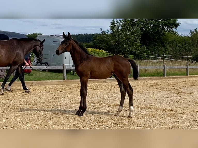 Cheval de sport allemand Étalon Poulain (05/2024) Bai brun in Dettighofen