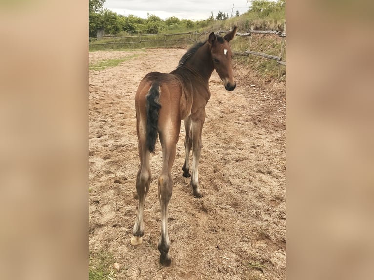 Cheval de sport allemand Étalon  Bai brun in DrohndorfArnstein