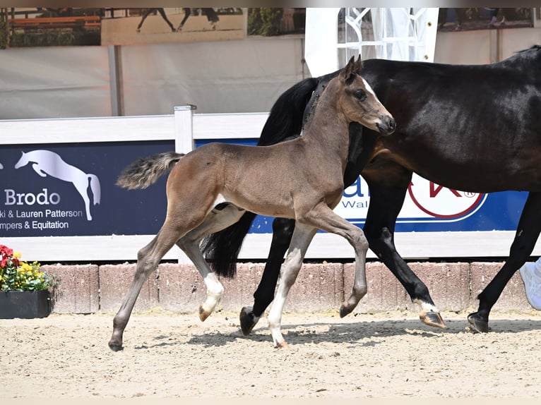 Cheval de sport allemand Étalon Poulain (05/2025) Bai brun in Gomadingen