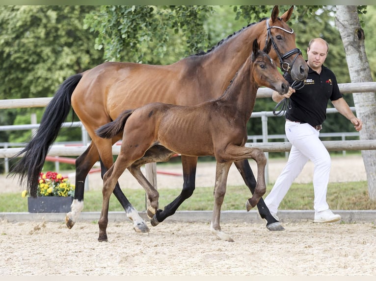 Cheval de sport allemand Étalon Poulain (04/2025) Bai brun in Gomadingen