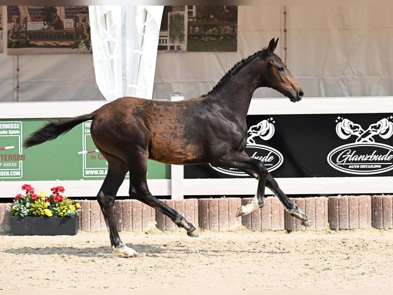 Cheval de sport allemand Étalon Poulain (03/2025) Bai brun in Gomadingen
