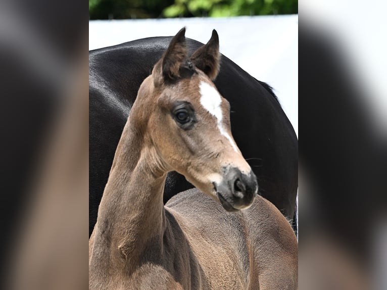 Cheval de sport allemand Étalon Poulain (05/2025) Bai brun in Gomadingen