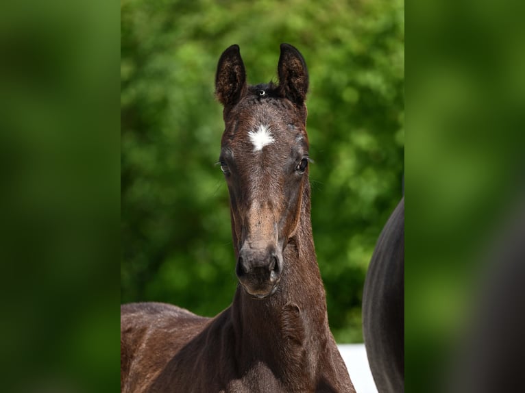 Cheval de sport allemand Étalon Poulain (04/2025) Bai brun in Gomadingen