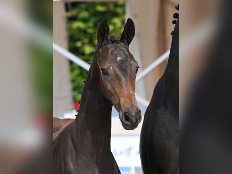 Cheval de sport allemand Étalon Poulain (03/2025) Bai brun in Gomadingen