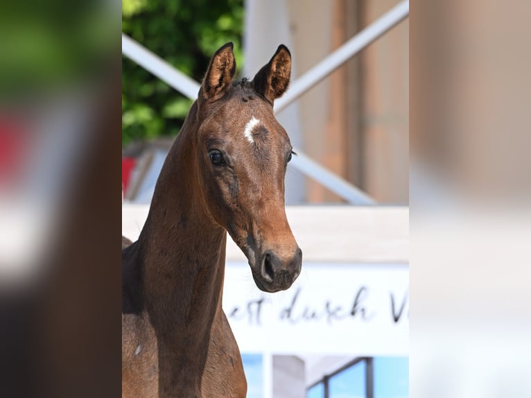 Cheval de sport allemand Étalon Poulain (04/2025) Bai brun in Gomadingen