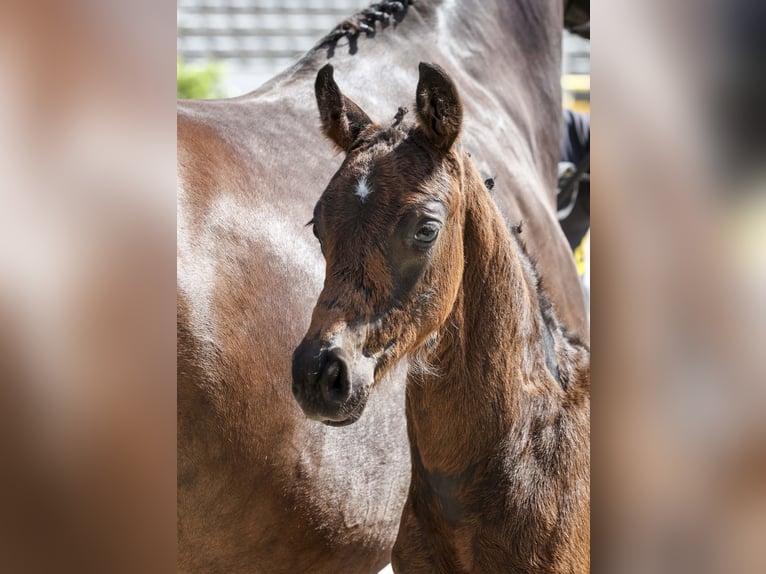 Cheval de sport allemand Étalon Poulain (04/2025) Bai brun in Gomadingen