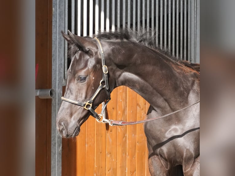Cheval de sport allemand Étalon  Bai brun in Herrnhut