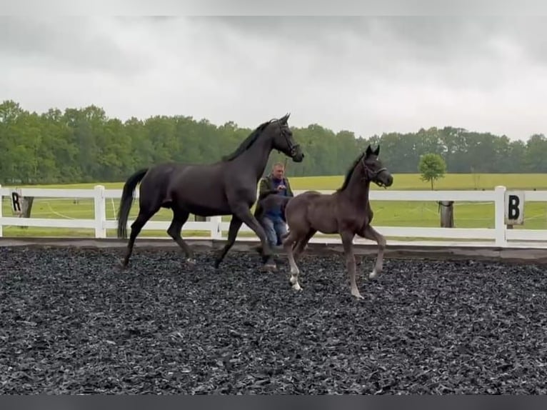 Cheval de sport allemand Étalon  Bai brun in Herrnhut