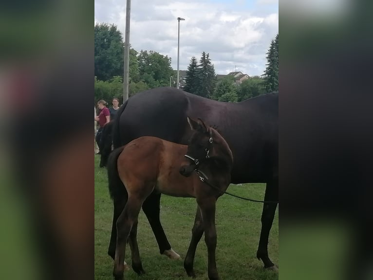 Cheval de sport allemand Étalon Poulain (05/2025) Bai brun in Mittelbach bei Chemnitz