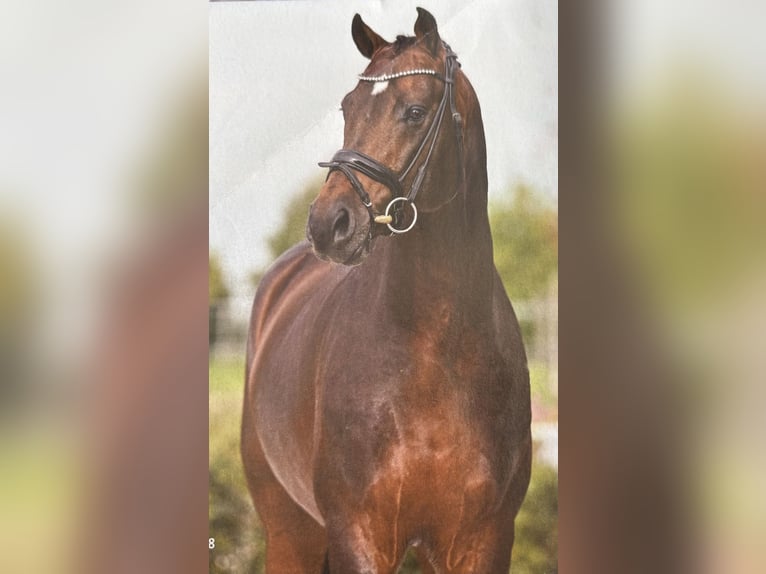 Cheval de sport allemand Étalon Poulain (06/2025) Bai brun in Mulda