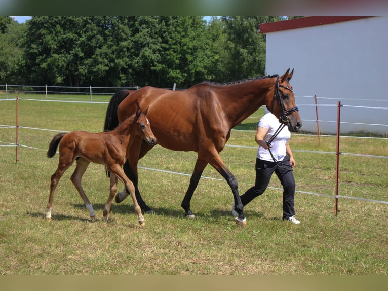 Cheval de sport allemand Étalon Poulain (06/2025) Bai brun in Mulda