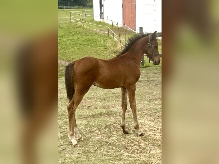 Cheval de sport allemand Étalon Poulain (06/2025) Bai brun in Mulda