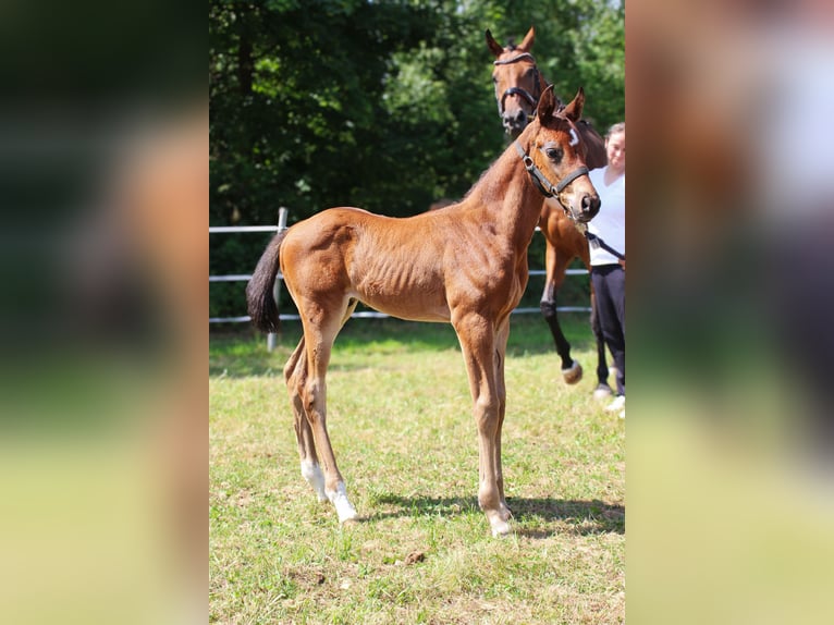 Cheval de sport allemand Étalon Poulain (06/2025) Bai brun in Mulda