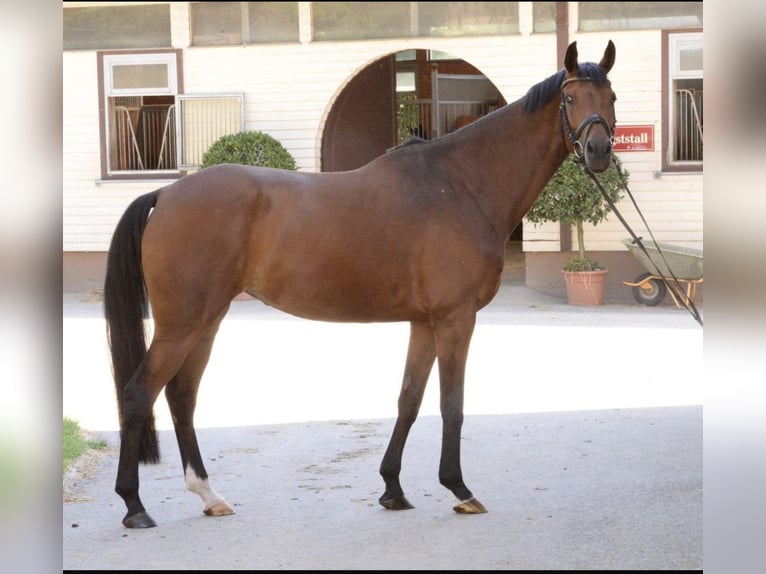 Cheval de sport allemand Étalon Poulain (06/2025) Bai brun in Mulda