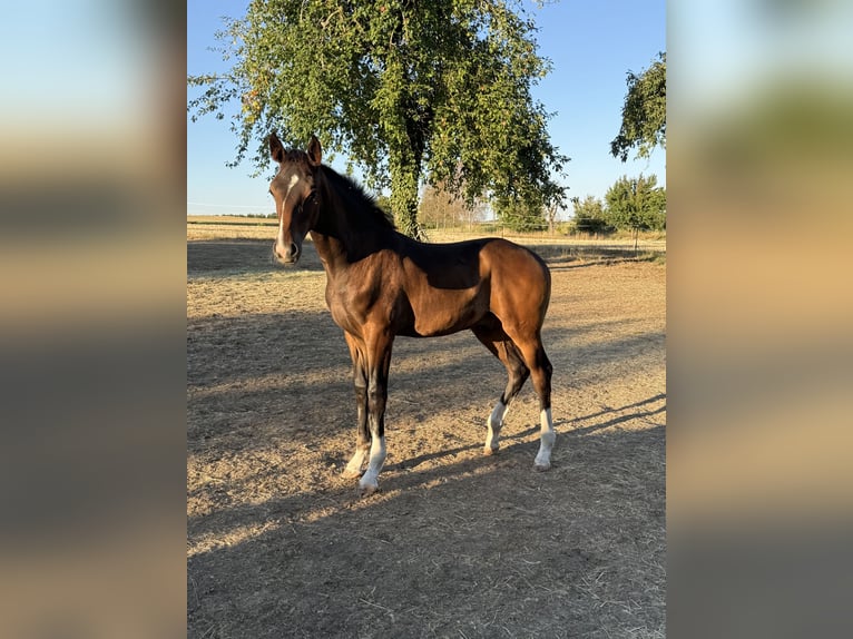 Cheval de sport allemand Étalon Poulain (04/2026) Bai brun in Wolpertshausen