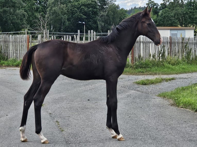Cheval de sport allemand Étalon Poulain (03/2025) Bai brun in Zeulenroda Triebes