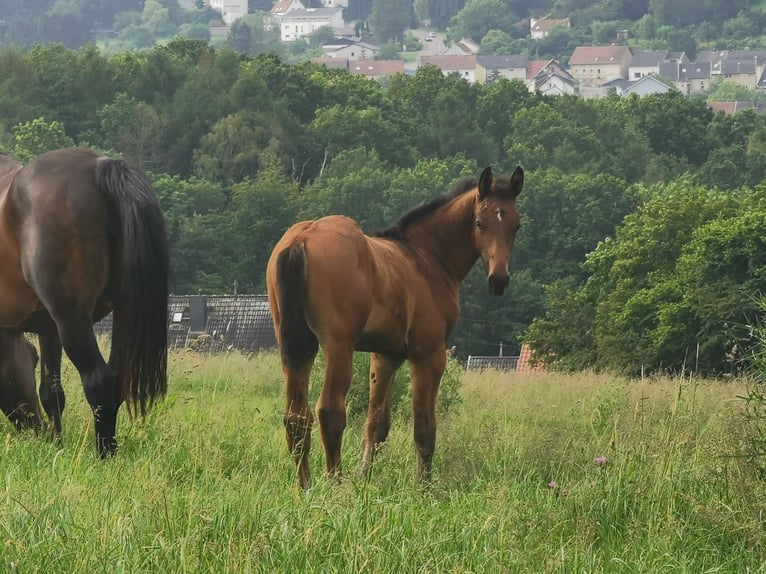 Cheval de sport allemand Étalon Poulain (03/2024) Bai brun in Illingen