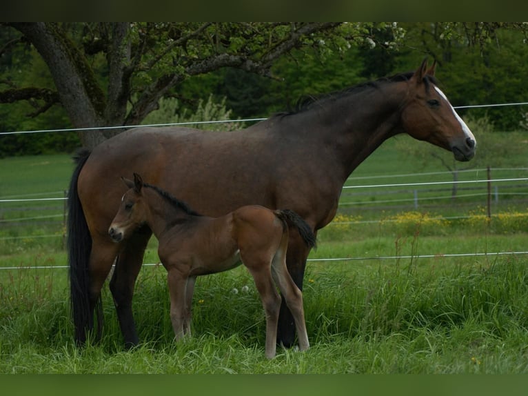 Cheval de sport allemand Étalon Poulain (01/2024) Bai brun in Osterburken