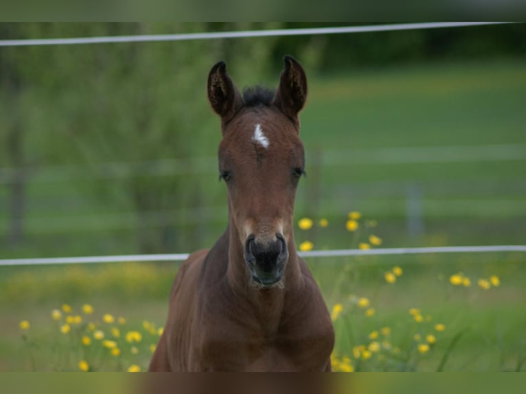 Cheval de sport allemand Étalon Poulain (01/2024) Bai brun in Osterburken