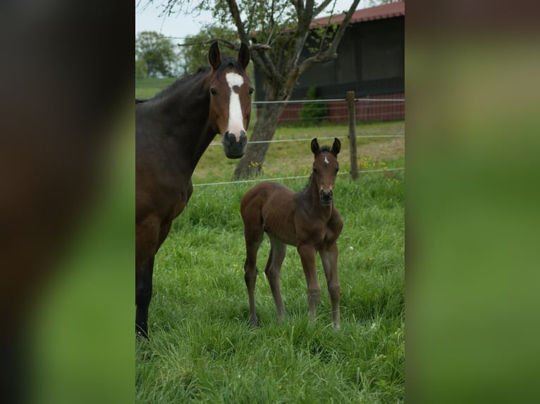 Cheval de sport allemand Étalon Poulain (01/2024) Bai brun in Osterburken