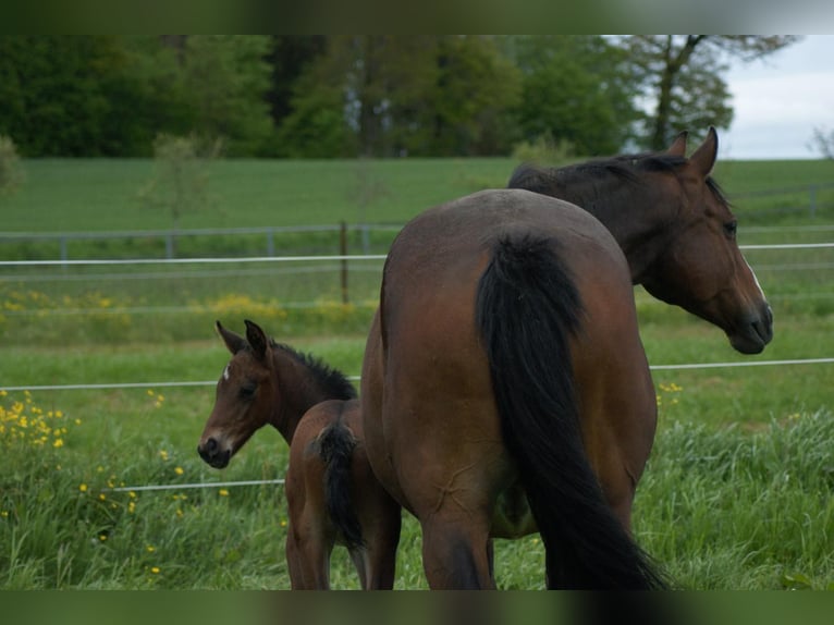 Cheval de sport allemand Étalon Poulain (01/2024) Bai brun in Osterburken