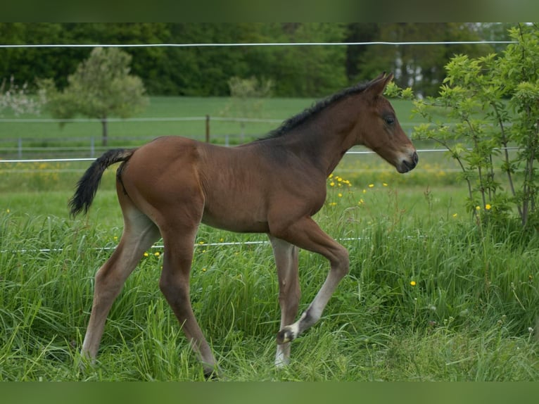 Cheval de sport allemand Étalon Poulain (01/2024) Bai brun in Osterburken