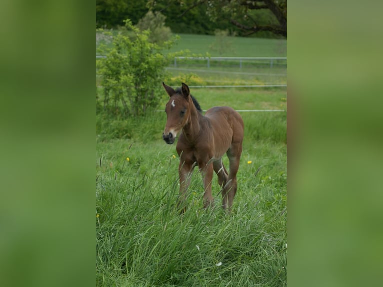 Cheval de sport allemand Étalon Poulain (01/2024) Bai brun in Osterburken