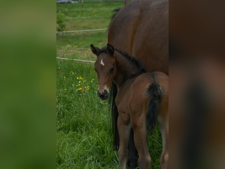 Cheval de sport allemand Étalon Poulain (01/2024) Bai brun in Osterburken