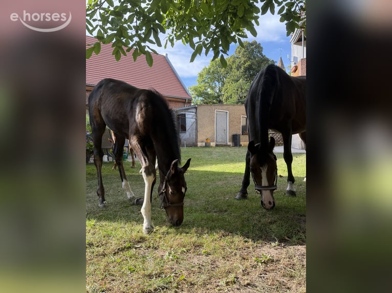 Cheval de sport allemand Étalon Poulain (06/2026) Bai brun in Seedorf