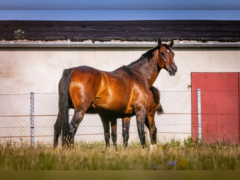 Cheval de sport allemand Étalon Poulain (04/2025) Bai brun in Uckerland