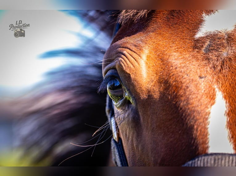 Cheval de sport allemand Étalon Poulain (04/2025) Bai brun in Uckerland