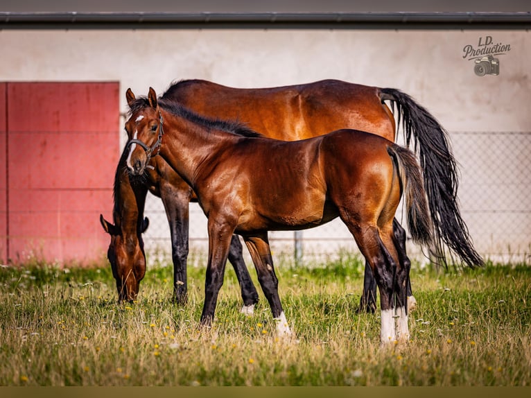 Cheval de sport allemand Étalon Poulain (04/2025) Bai brun in Uckerland