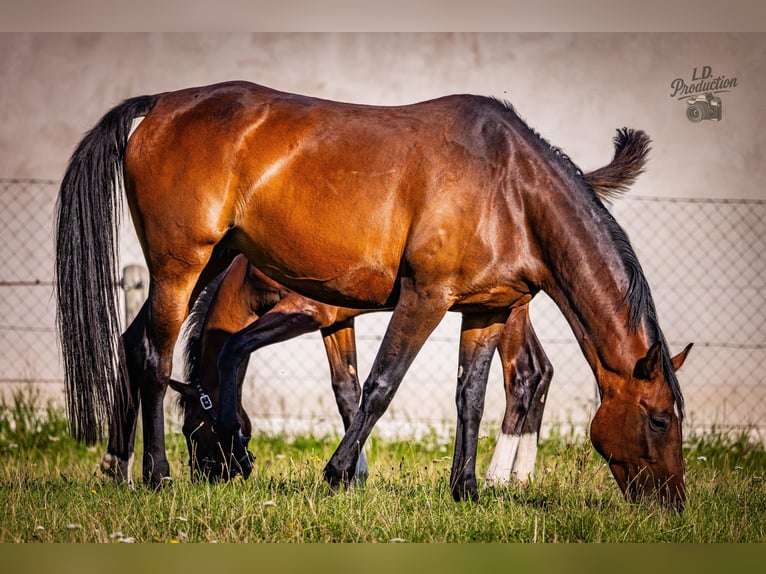 Cheval de sport allemand Étalon Poulain (04/2025) Bai brun in Uckerland