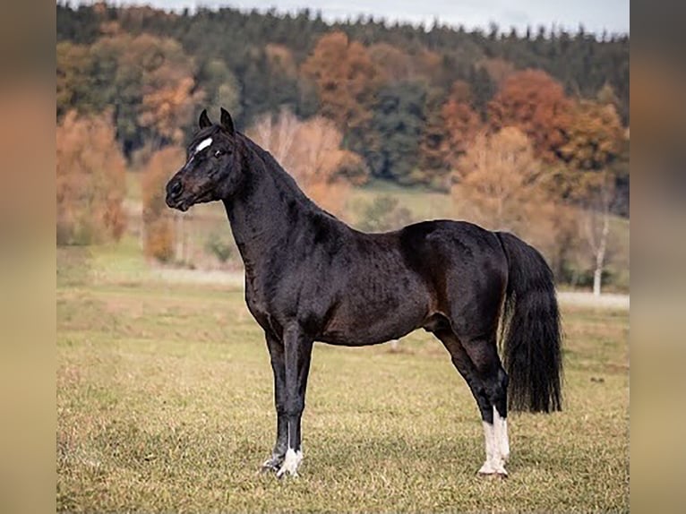 Cheval de sport allemand Étalon Poulain (04/2024) Bai brun foncé in Fronhofen