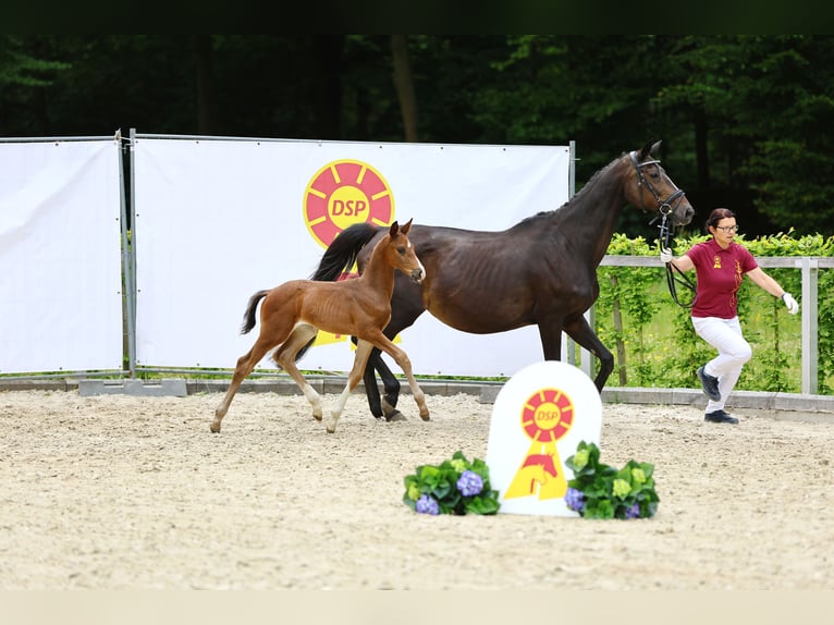 Cheval de sport allemand Étalon Poulain (05/2024) Bai brun foncé in Dürrröhrsdorf-Dittersbach