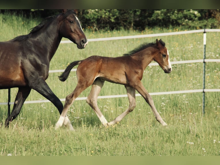 Cheval de sport allemand Étalon Poulain (04/2026) Bai brun foncé in Creußen