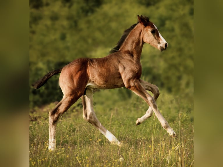 Cheval de sport allemand Étalon Poulain (04/2026) Bai brun foncé in Creußen