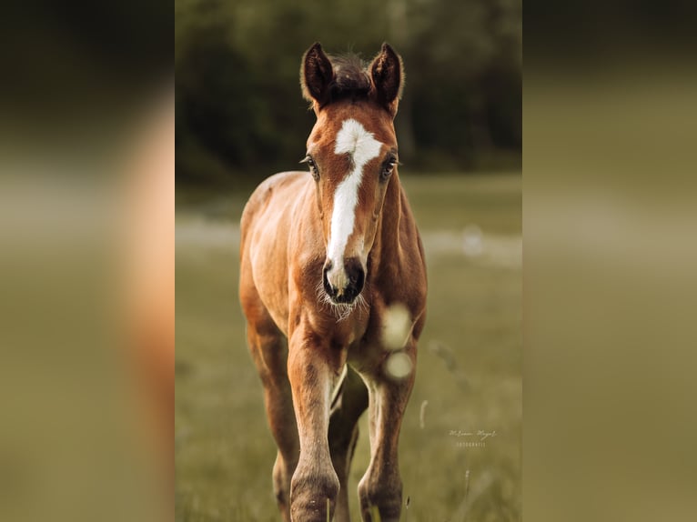 Cheval de sport allemand Étalon Poulain (04/2026) Bai brun foncé in Creußen
