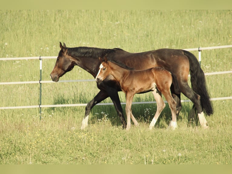 Cheval de sport allemand Étalon Poulain (04/2026) Bai brun foncé in Creußen
