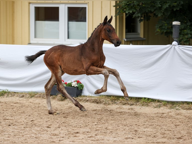 Cheval de sport allemand Étalon Poulain (04/2024) Bai brun foncé in Römerstein